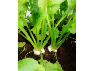 つくしファーム