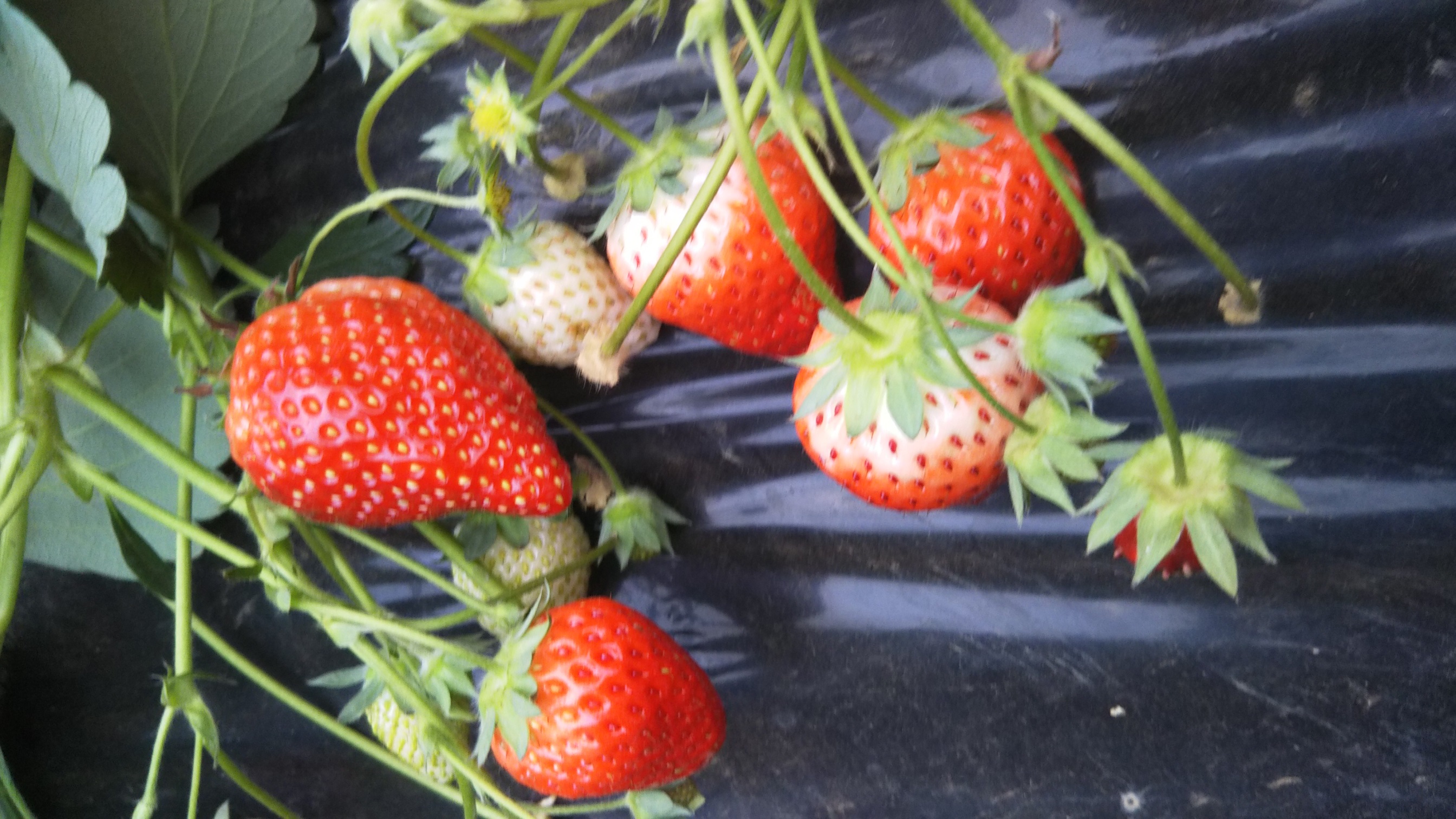 旅名観光農園フルーツ村