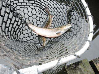 トラウトポンドNOIKE