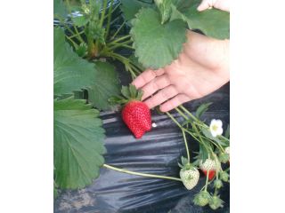 市東農園いちごの直売