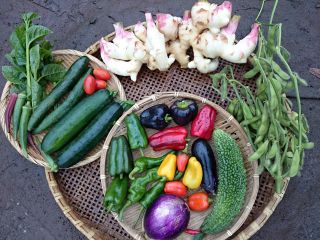 サンバファーム