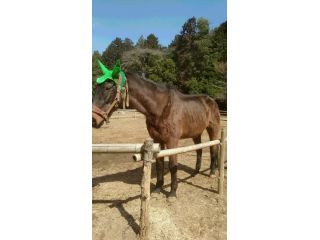 キャロットステーブル