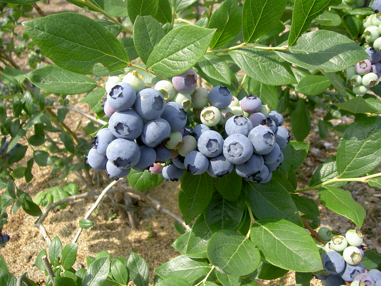 長狭ブルーベリーヒルズ