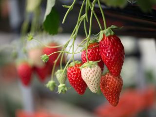 観光いちご園メグミランド