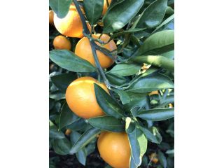 嶋村観光果樹園