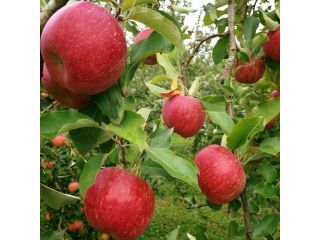 しいなりんご園