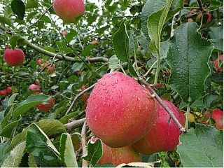 とのうちアップルファーム