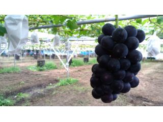 星の見える丘農園