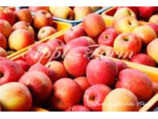 手塚郁夫りんご園