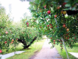 手塚幹夫りんご園