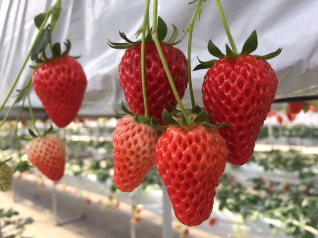 赤城町樽地区　原田いちご園