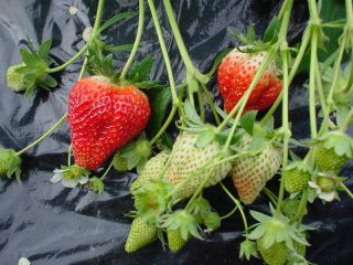 苺園かめハウス