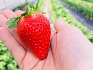 たのふじ観光いちご園