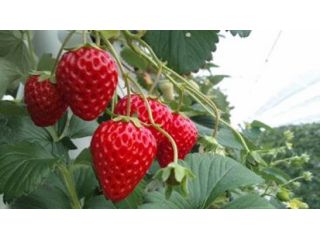 STRAWBERRY FARM　陽一郎園