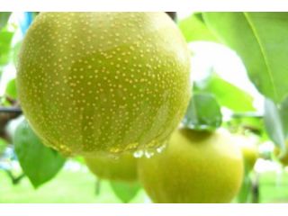 アルベロ.山木農園