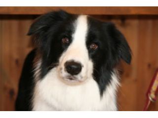 水沢ドッグラン　WANport/cafesun's