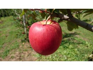 りんごの家　山口果樹園