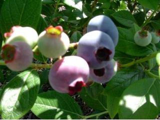 北軽井沢ブルーベリー狩園