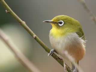 コニファーいわびつ