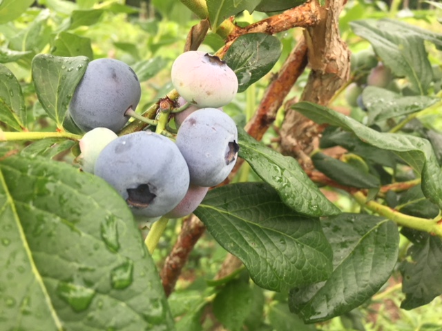 グリーンハウスイノウエ