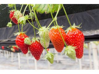 大畠武雄いちご園