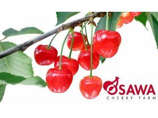 さくらんぼ狩り・フルーツ狩り大沢農園