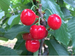 さくらんぼ園　せきぐち