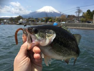 フィッシングフォーマルハウト