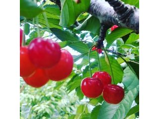 きよし∞のうえん