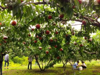 ファミリー農場さの