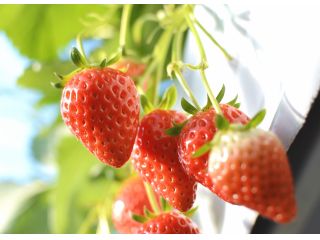 水引の郷　山都飯田