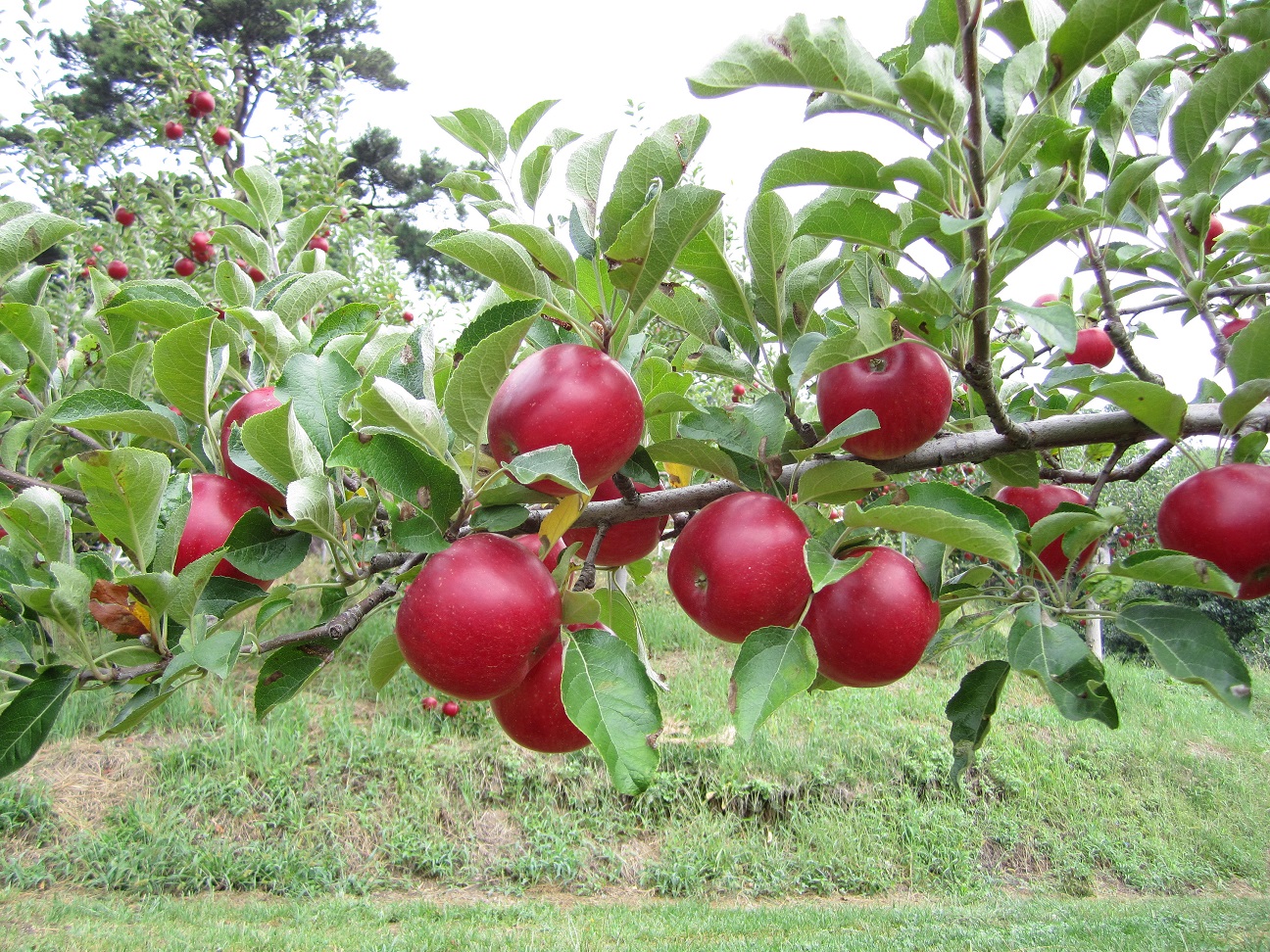 りんごやさんの大池農園