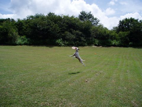 朝霧ジャンボリーオートキャンプ場