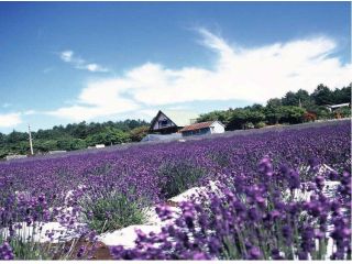 夢ハーベスト農場