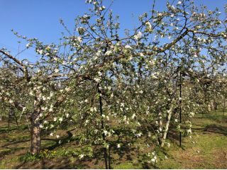 りんごの丘農園