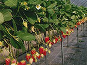 いちごらんど中西