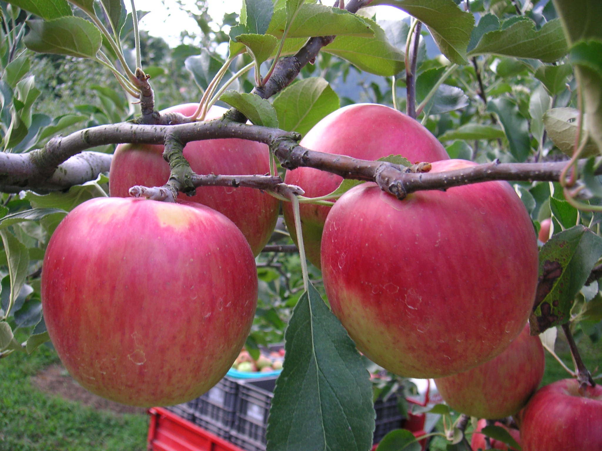 かとうりんご園