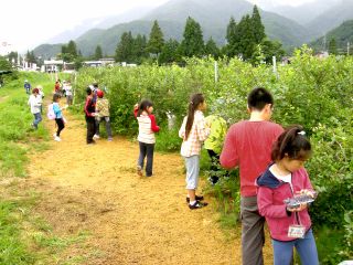 しろうま農場　白馬ブルーベリー園