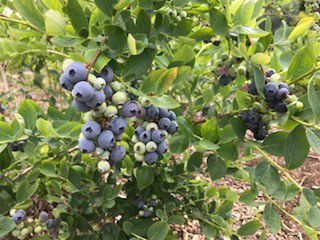 いいじまベリーヒル