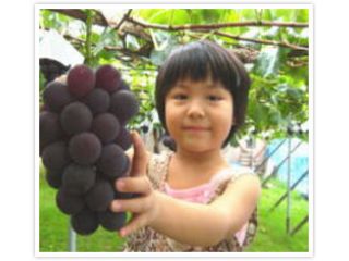 フルーツ童夢やまだ農園