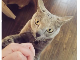 ねこカフェ　まおン家