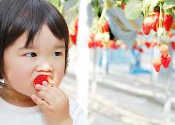 所沢北田農園　苺のマルシェ