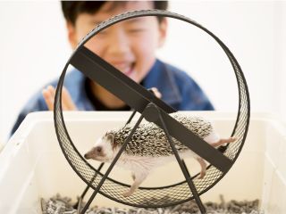 カフェ・はりねずみ　つんつん