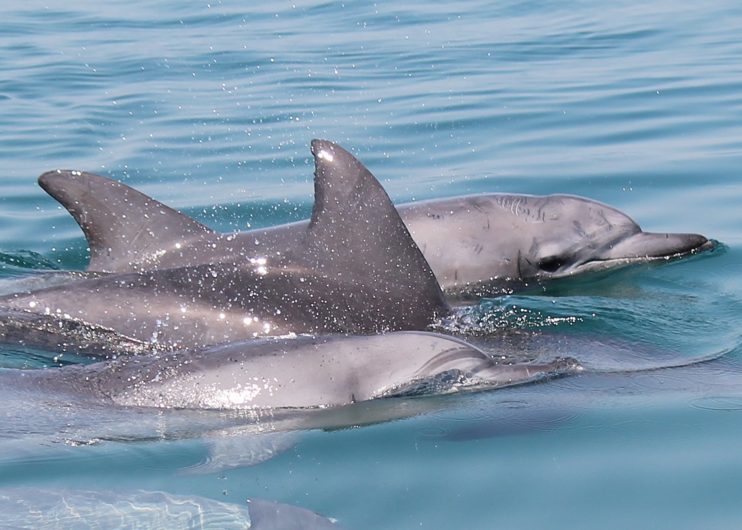 のとじまこうだイルカウォッチング