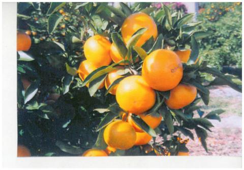 みかん狩りとくら園