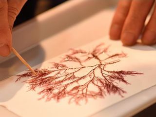 昆布・海産物處　しら井