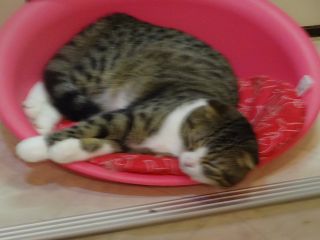 猫カフェ猫魔女