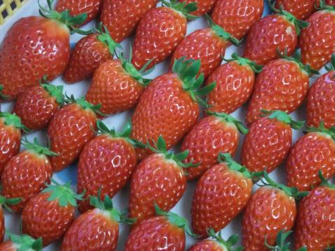 いちご狩り 春香園