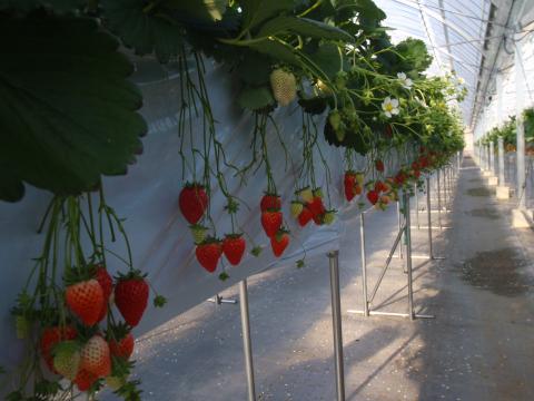 いちご狩り農園 苺香