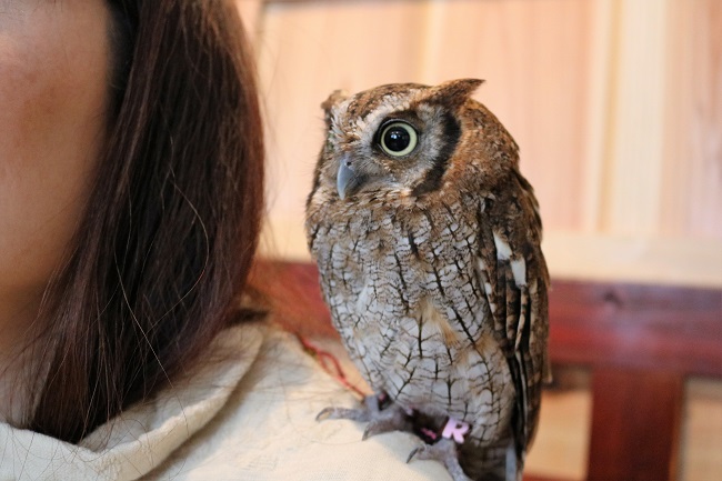 ふくろうのいる森カフェ名古屋栄店